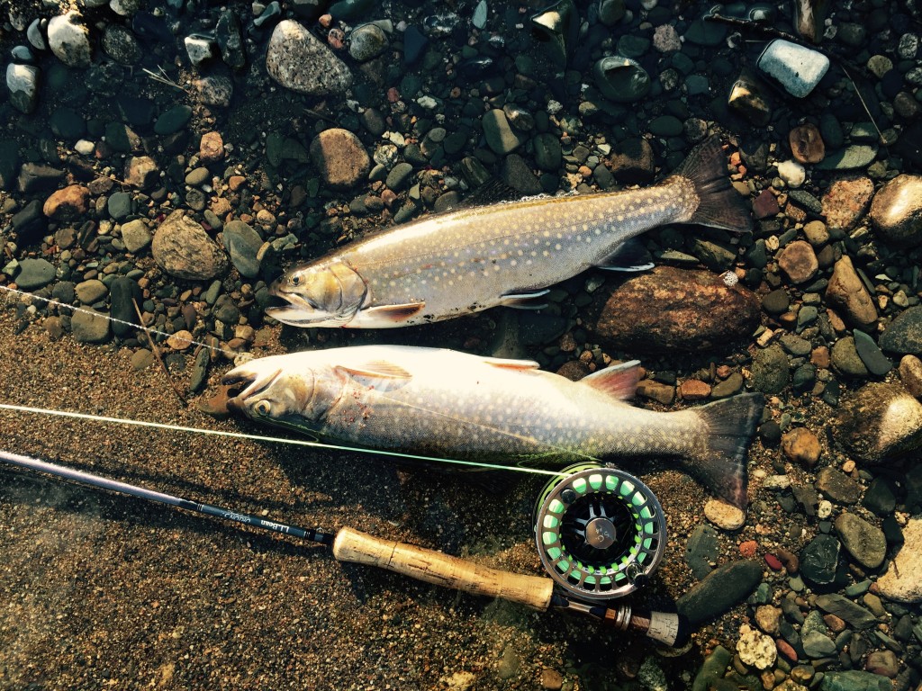 Sea Run Brookies