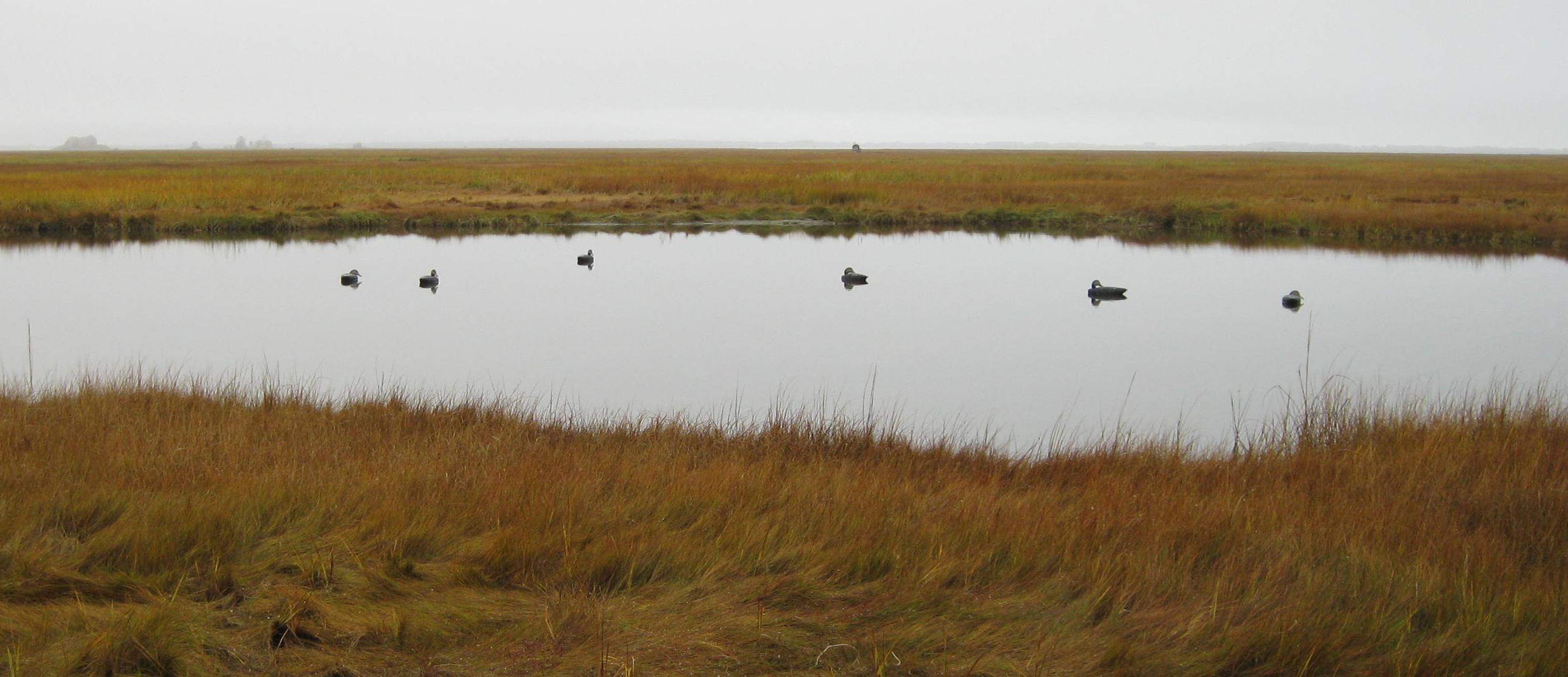 Duck Hunting on the Great Marsh, Massachusetts North Shore 2024/2025