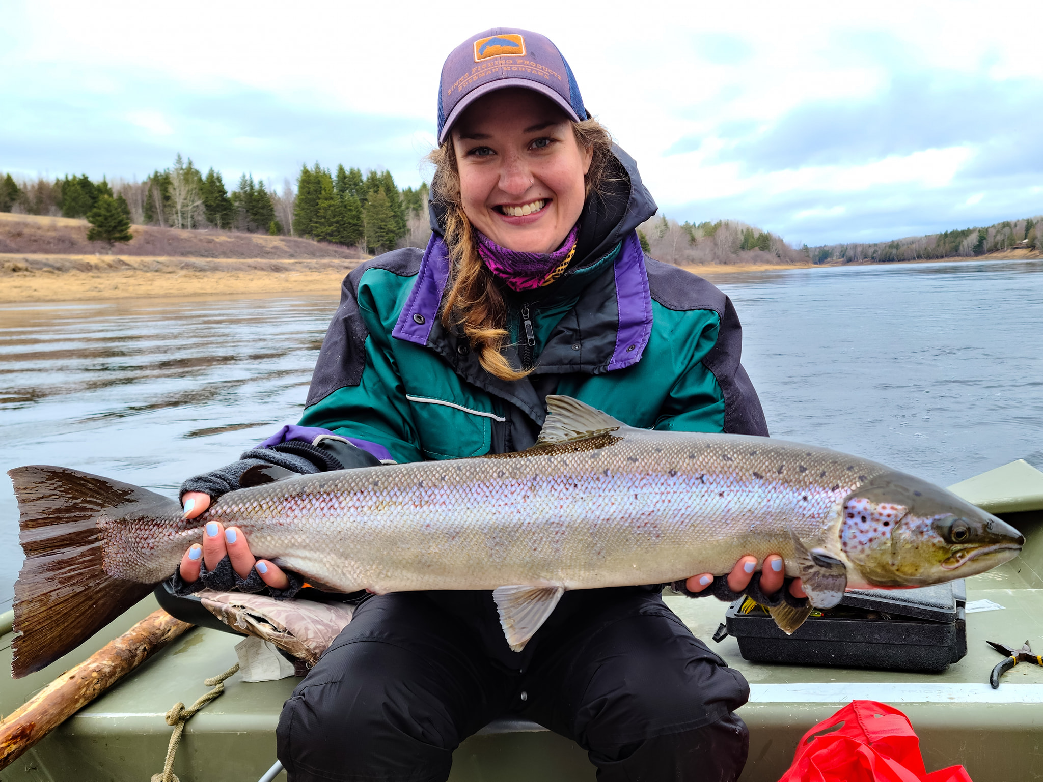 Miramichi springers or spring salmon?