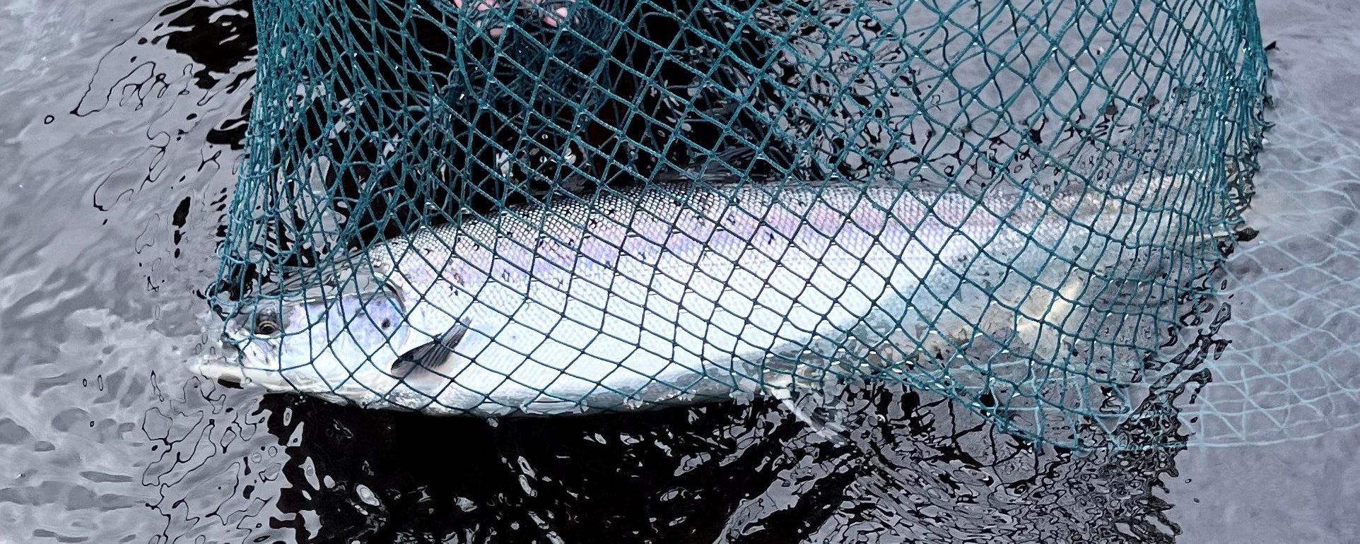 Miramichi Salmon Fishing June and Early July 2022