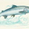 Silver Salmon Painting by John Rice LS - Image 2